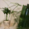 Houseplants: From Spring to Winter