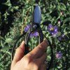 Ikebana Black Scissors Toyama Hamono T-9