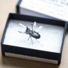 06 tokyo tools merchant and mills entomology pins